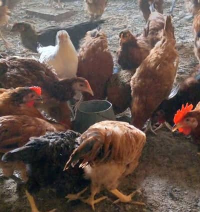 misri Egg laying hens for sale in lahore