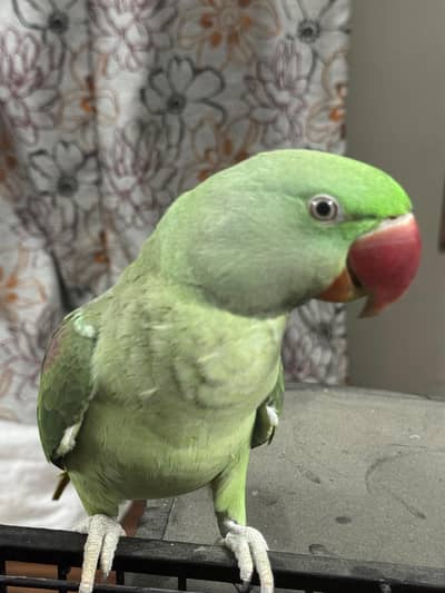Healthy aur active green raw parrot for sale.