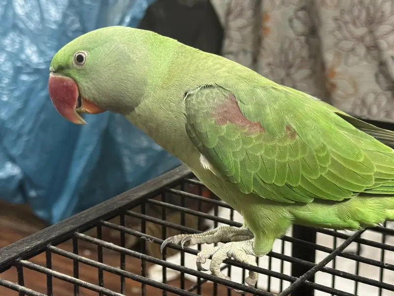 Healthy aur active green raw parrot for sale. — photo 2