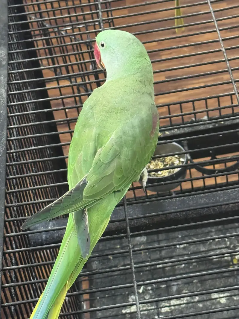 Healthy aur active green raw parrot for sale. — photo 3