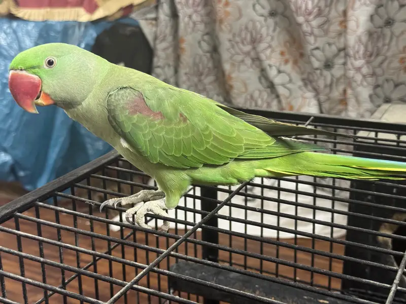 Healthy aur active green raw parrot for sale. — photo 4