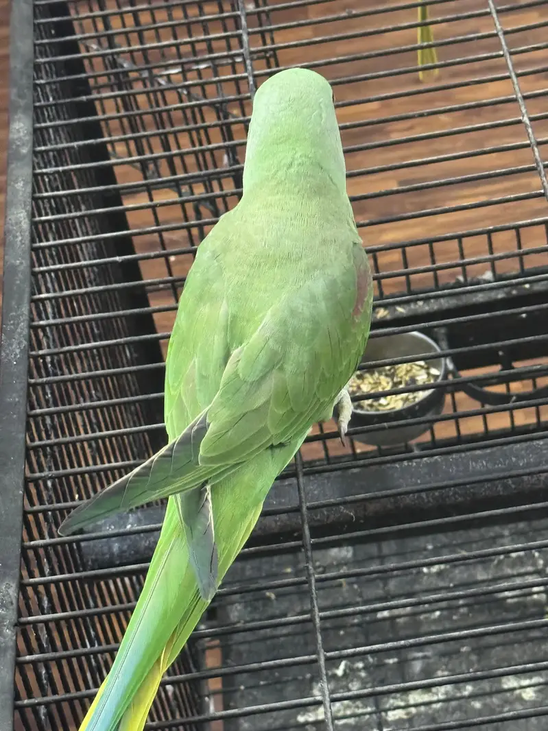 Healthy aur active green raw parrot for sale. — photo 5