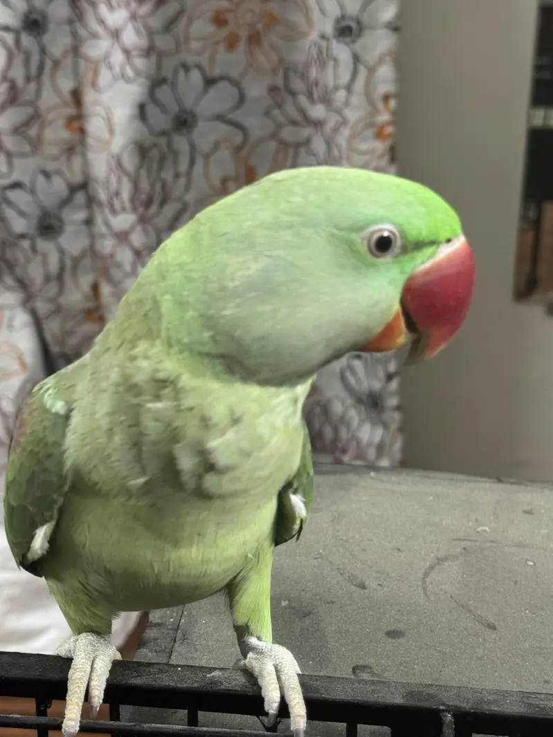 Healthy aur active green raw parrot for sale. — photo 6