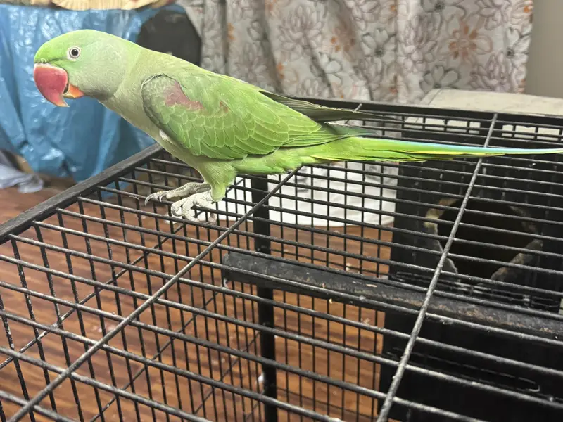 Healthy aur active green raw parrot for sale. — photo 7