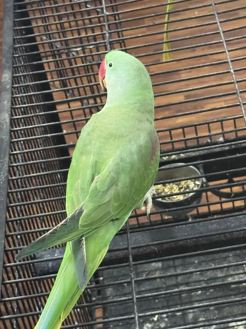 Healthy aur active green raw parrot for sale. — photo 8