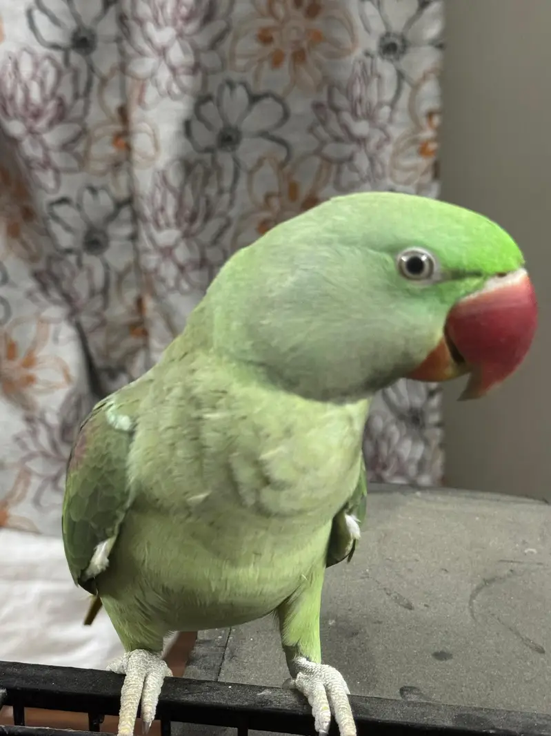 Healthy aur active green raw parrot for sale. — photo 9