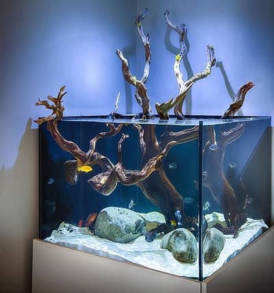 Custom & Ready-Made Aquariums | Rs. 1000 - 500,000 worth Aquariums