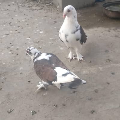 sherazi pigeon big size ready to first breed
