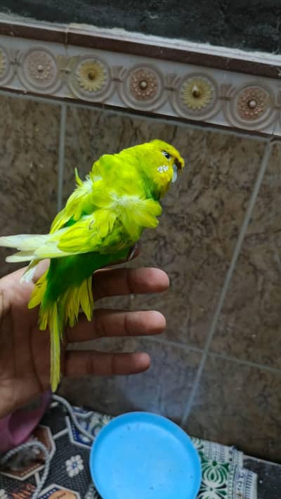 hogo / hogo splits/ red eyes white crust budgie