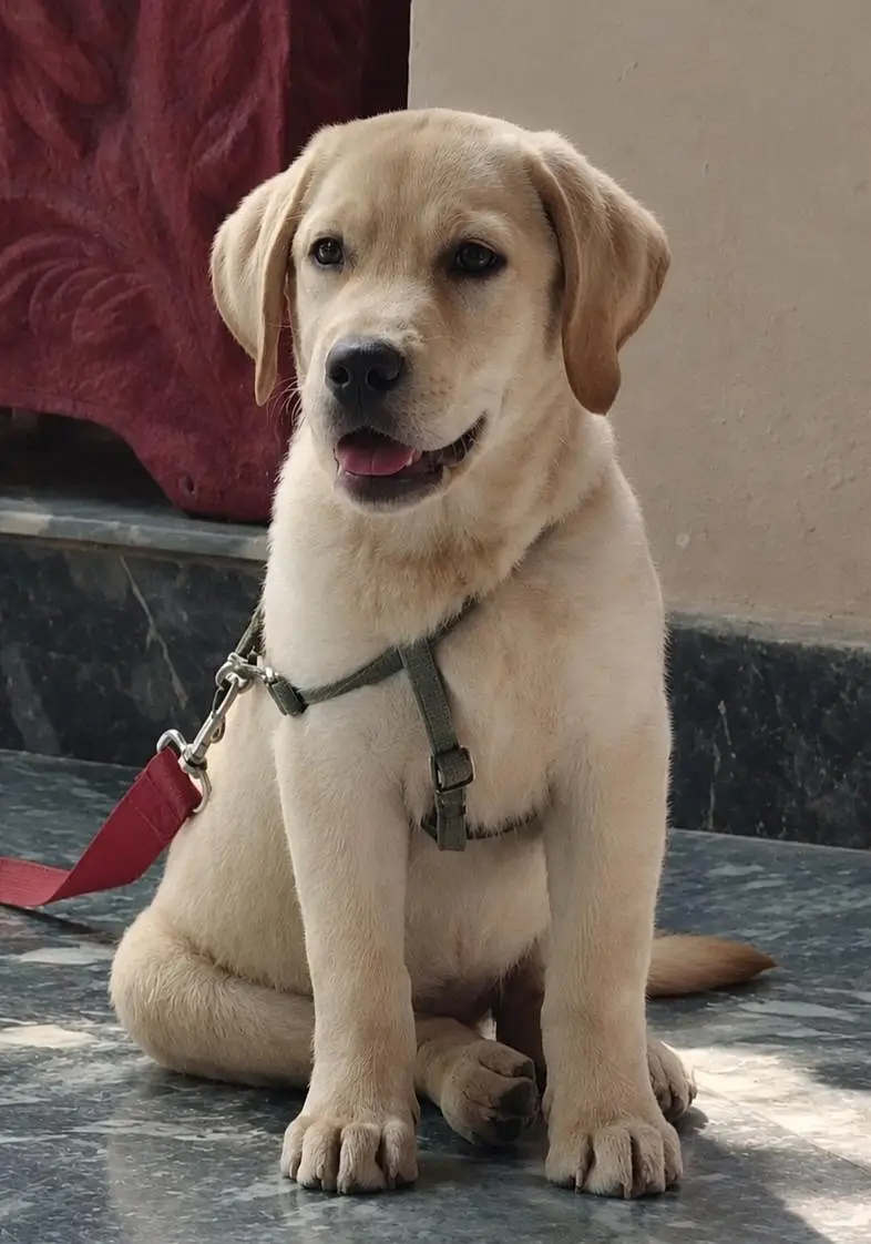 British labrador Female pup