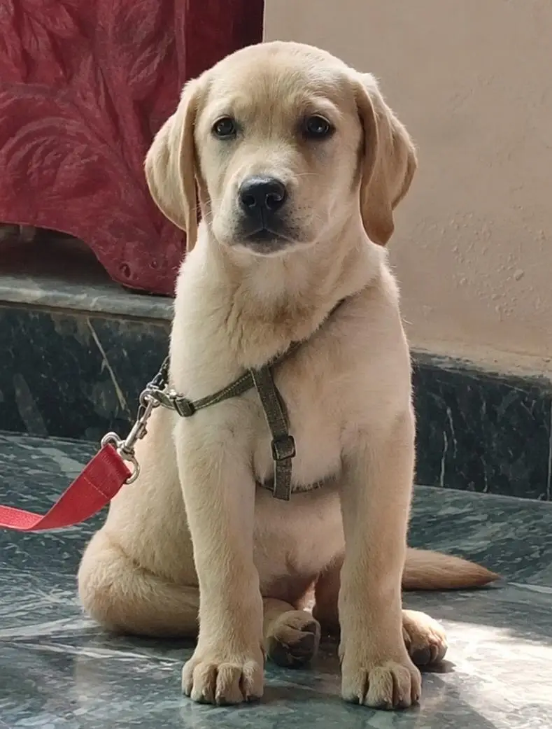 British labrador Female pup — photo 2