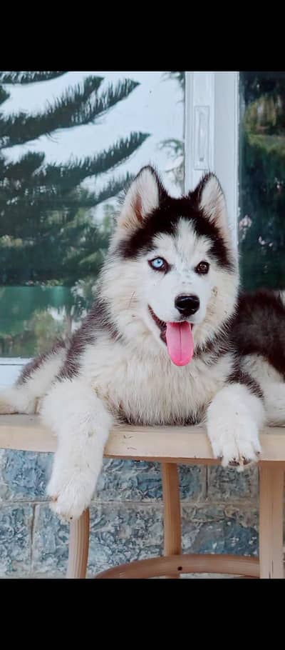 sibarian husky puppy 03485816804
