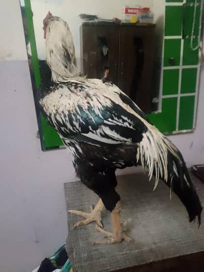 aseel pair for sale
