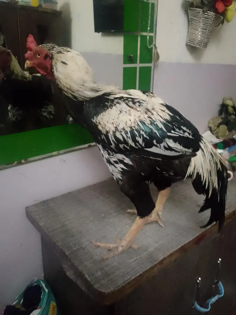 aseel pair for sale — photo 4