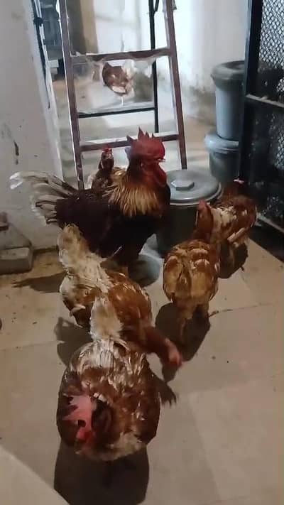 Lohman brown stater egg laying hens available