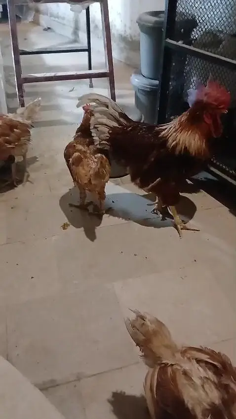 Lohman brown stater egg laying hens available — photo 2