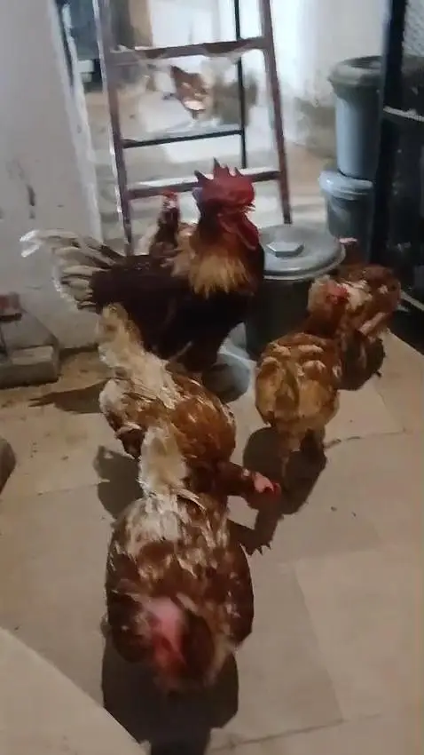 Lohman brown stater egg laying hens available — photo 3