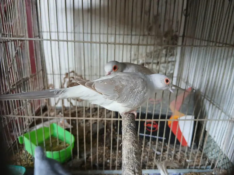 Lohman brown stater egg laying hens available — photo 4