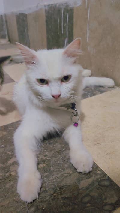 Cat For Sale