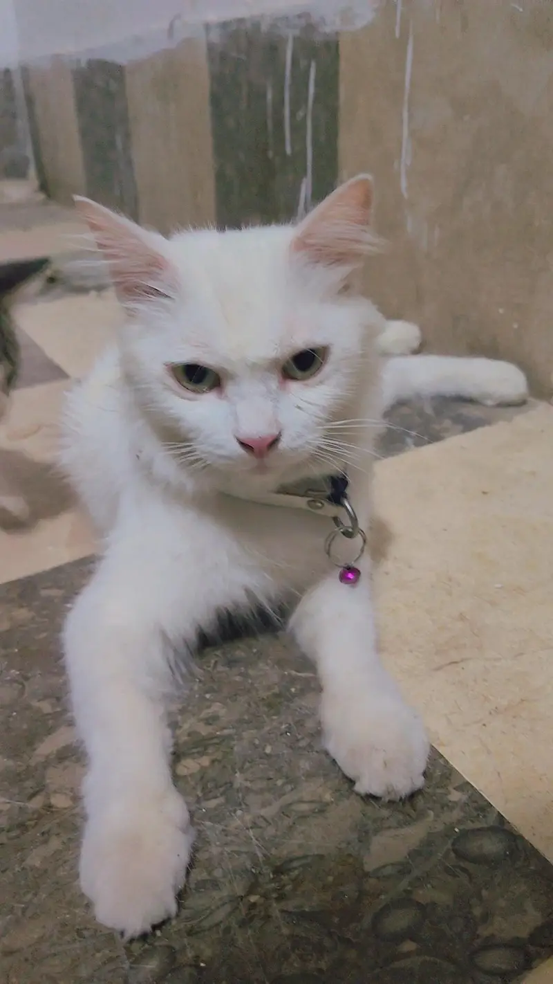 Cat For Sale