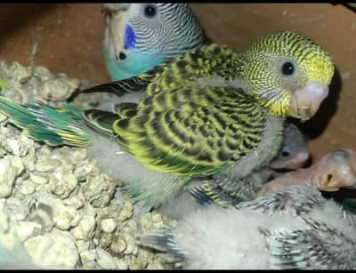 Breeder pair with chicks