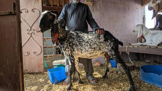 adult makhi cheeni goat