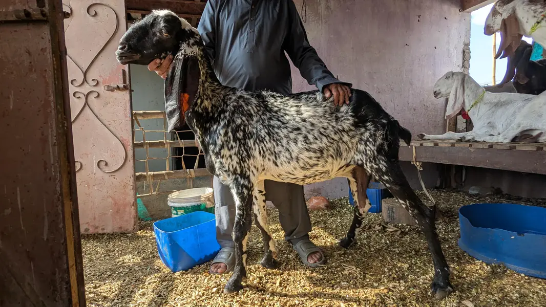 adult makhi cheeni goat — photo 2