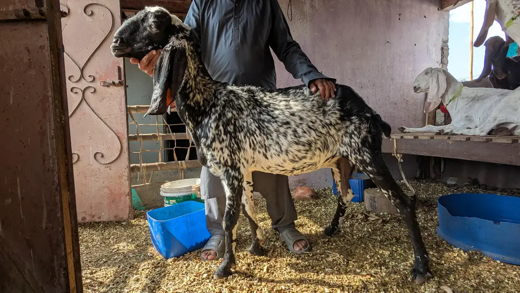 adult makhi cheeni goat — photo 3