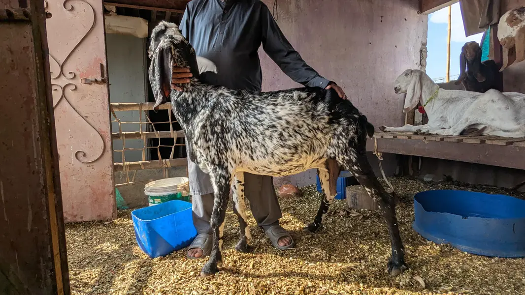 adult makhi cheeni goat — photo 4