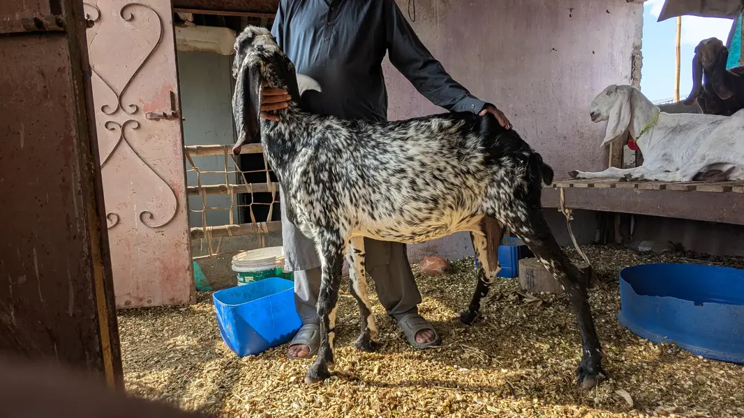 adult makhi cheeni goat — photo 5