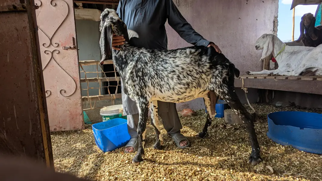 adult makhi cheeni goat — photo 6