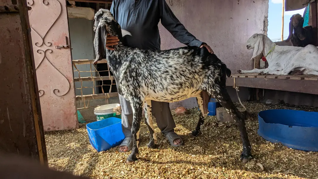 adult makhi cheeni goat — photo 7