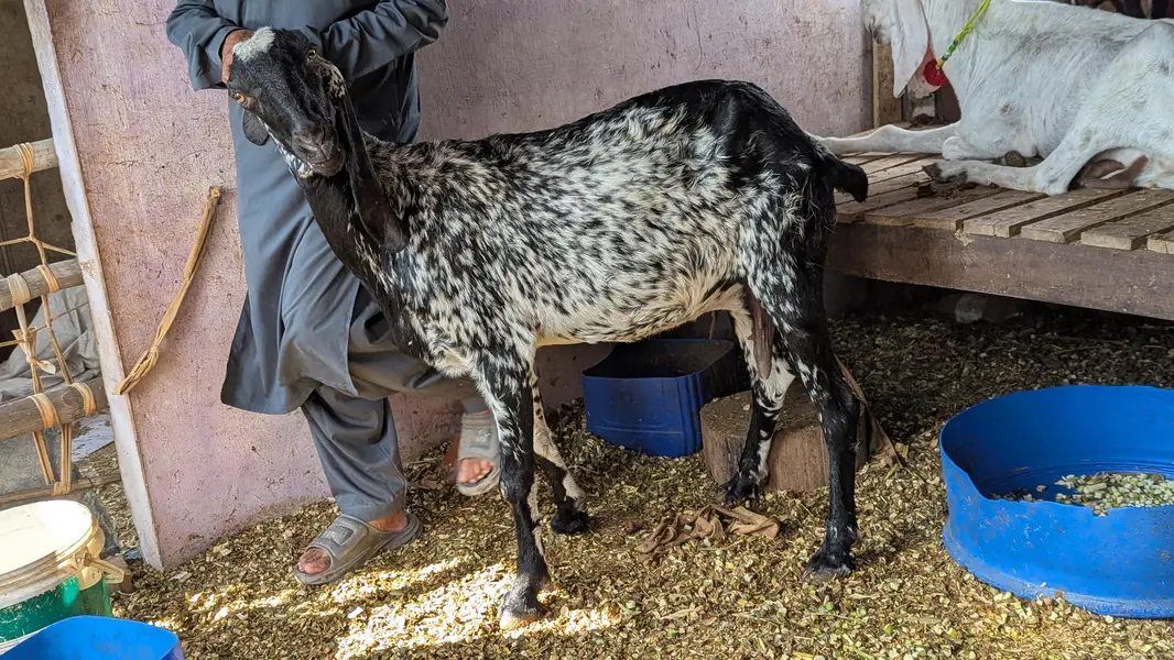adult makhi cheeni goat — photo 8