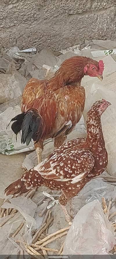 lasani aseel joda Ande deti hui