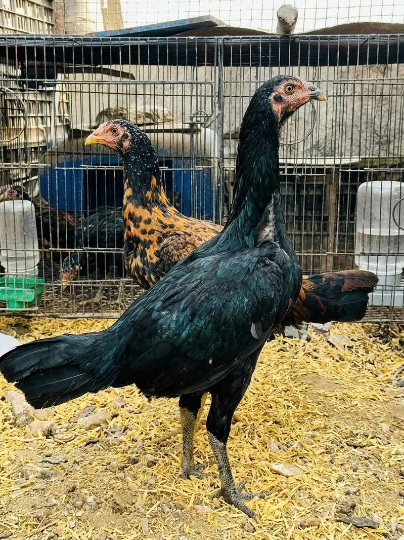 lasani aseel joda Ande deti hui — photo 2