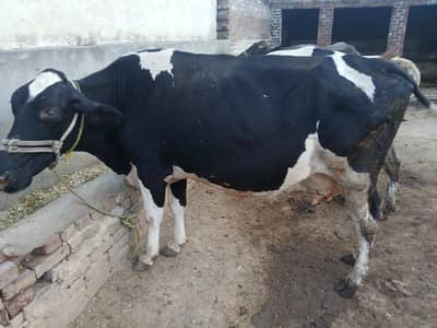Holstein Friesian Milking Cow | Dairy Farm Quality _Tokar Gaye