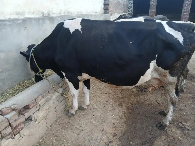 Holstein Friesian Milking Cow | Dairy Farm Quality _Tokar Gaye — photo 2