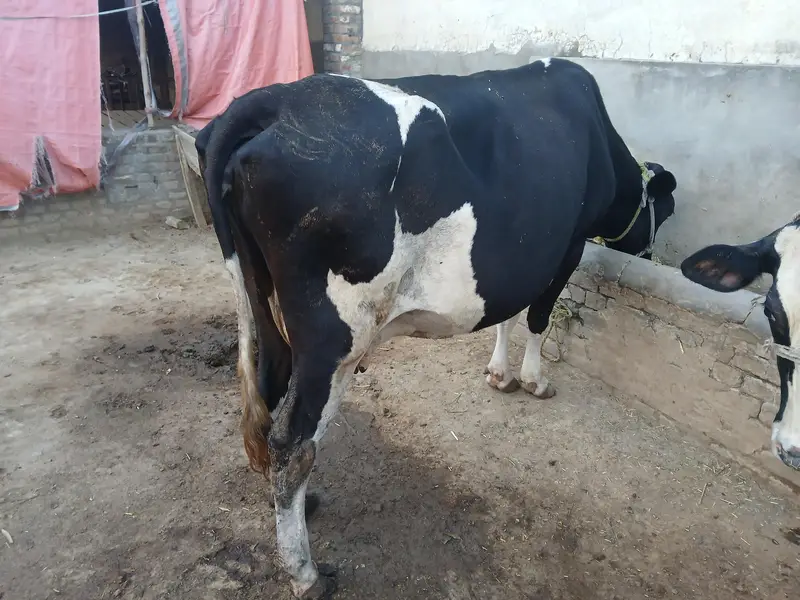 Holstein Friesian Milking Cow | Dairy Farm Quality _Tokar Gaye — photo 3