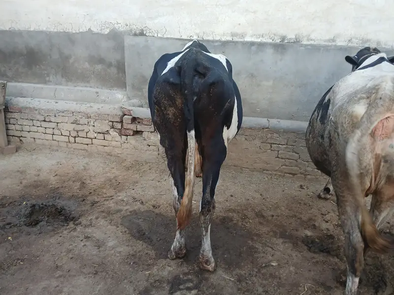 Holstein Friesian Milking Cow | Dairy Farm Quality _Tokar Gaye — photo 4