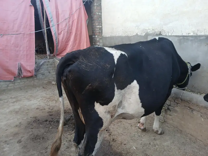 Holstein Friesian Milking Cow | Dairy Farm Quality _Tokar Gaye — photo 5