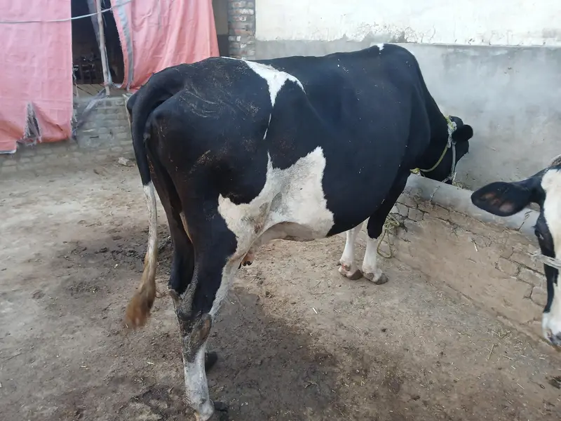 Holstein Friesian Milking Cow | Dairy Farm Quality _Tokar Gaye — photo 6