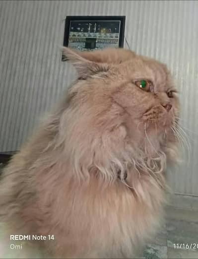 Missing Male Cat, 9 years of age, reward pkr 5000.