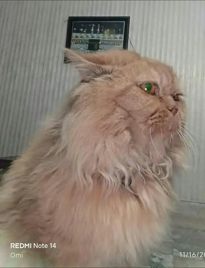Missing Male Cat, 9 years of age, reward pkr 5000.