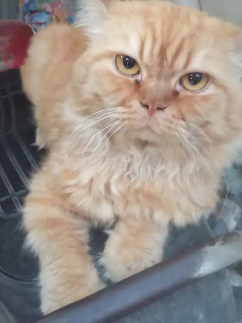 Missing Male Cat, 9 years of age, reward pkr 5000. — photo 2