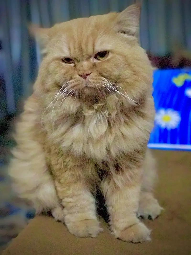 Missing Male Cat, 9 years of age, reward pkr 5000. — photo 3