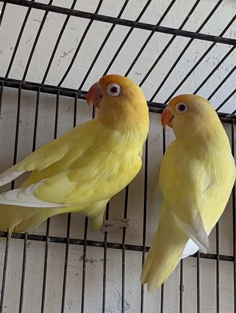 cremino pair — photo 2