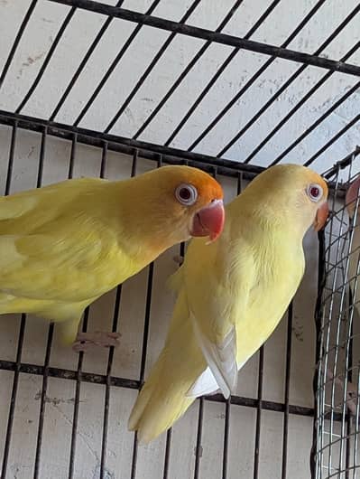cremino pair