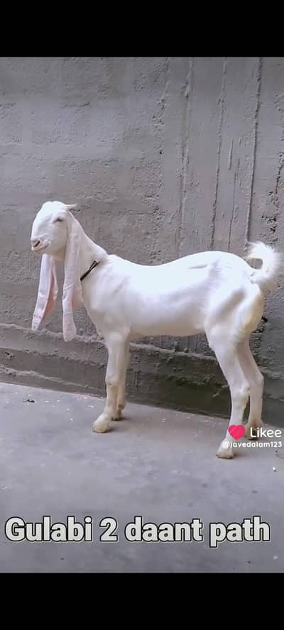 GULABI BAKRA BAKRI GOAT