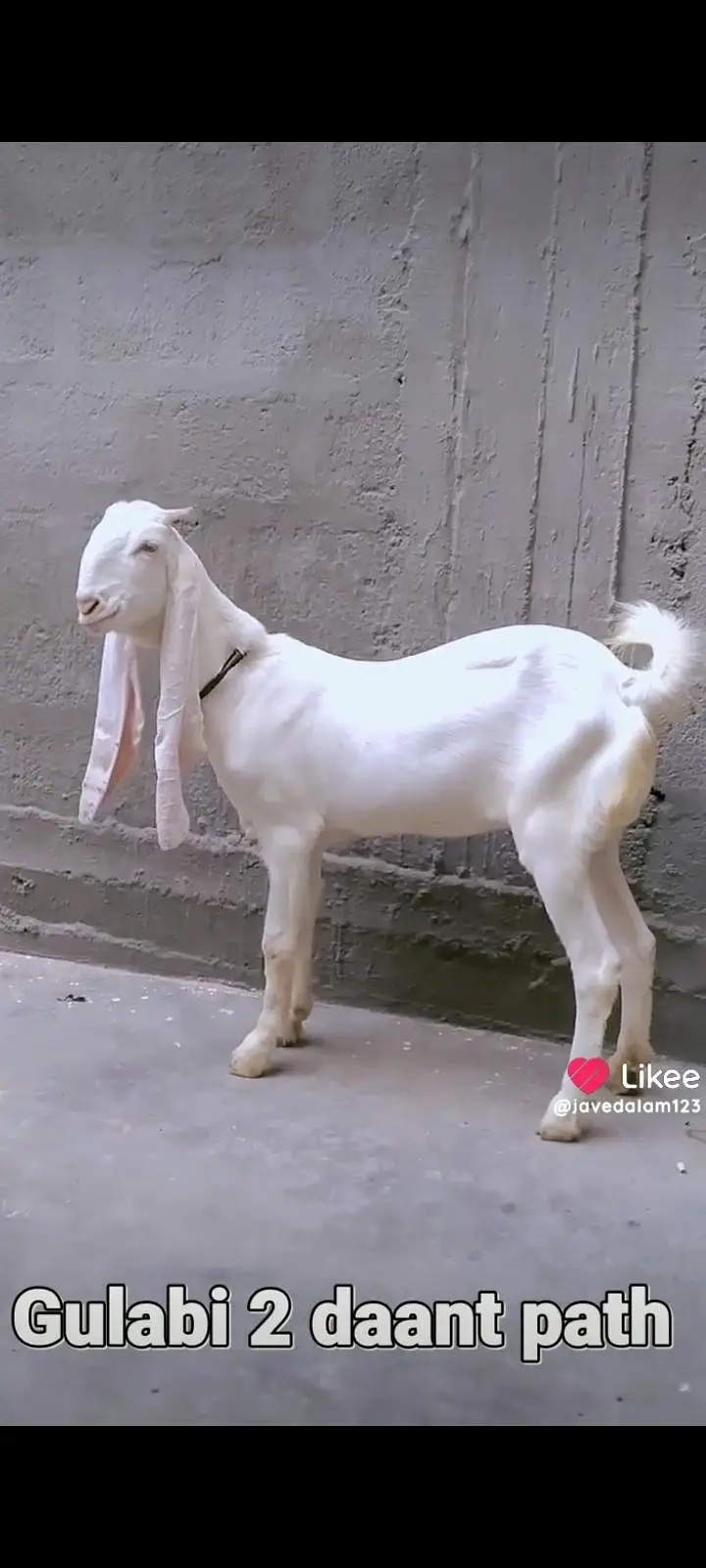 GULABI BAKRA BAKRI GOAT