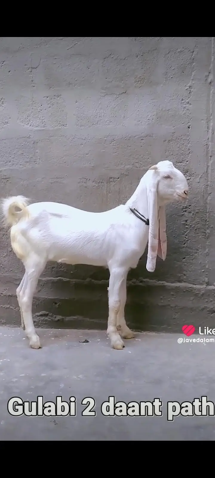GULABI BAKRA BAKRI GOAT — photo 2